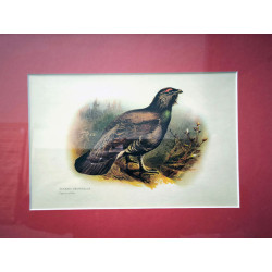 6 CUADROS MOTIVOS PAJAROS